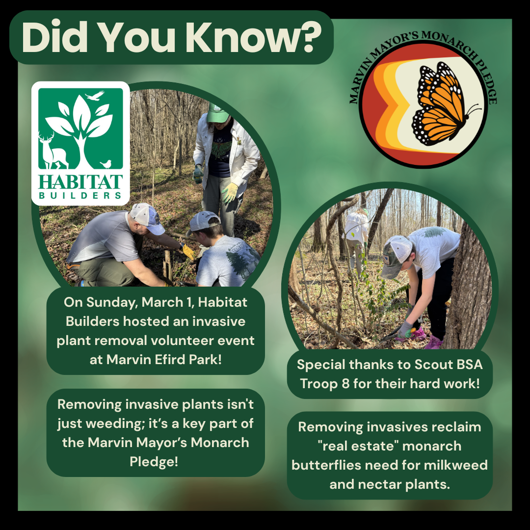 Habitat Builders held an invasive plant removal event on Sunday, March 1.